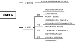 细胞周期