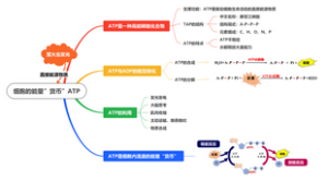 细胞的能量”货币”ATP