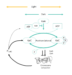 KaiA and KaiB modulate KaiC phosphorylation