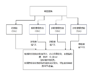 新西兰兔肺栓塞模型实验流程图