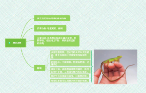 爬行动物