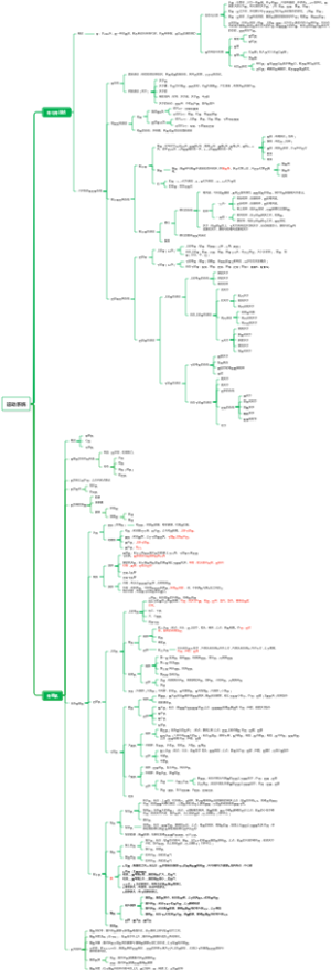 运动系统（人体解剖学）
