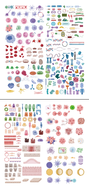 科研生物绘图可编辑-细胞篇