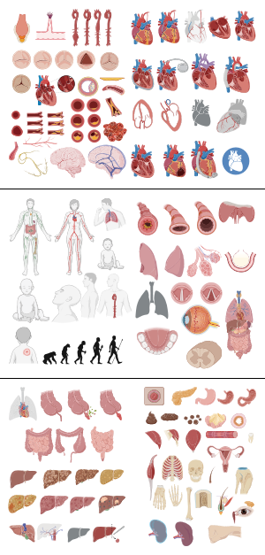 科研生物医学绘图可编辑-人体器官
