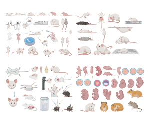 科研生物绘图可编辑-小鼠篇