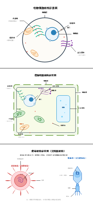 动植物细胞与病毒结构可编辑示意图