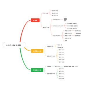 人体的206块骨骼