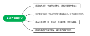 绿豆观察日记
