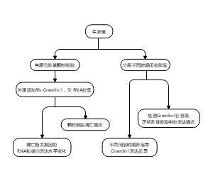 牛卵巢中颗粒细胞凋亡以及闭锁卵泡中Gremlin1表达情况技术路线图