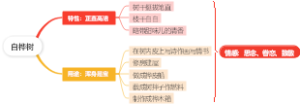 白桦树