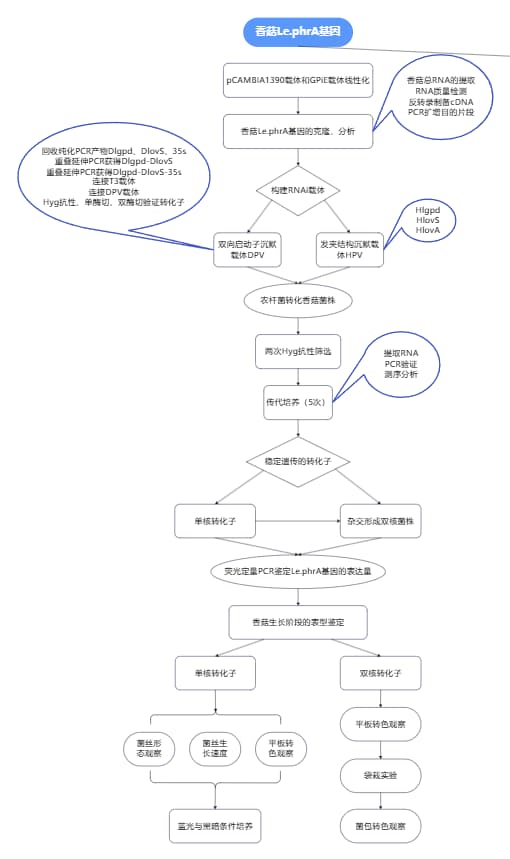 香菇生长研究：蓝光受体基因Le.phrA表达影响