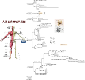 动画速写 结构分析 人体结构与速写