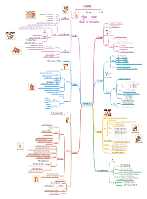系统解剖学：呼吸系统组成思维导图