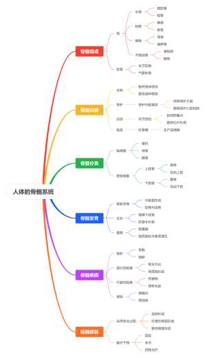 人体的骨骼系统