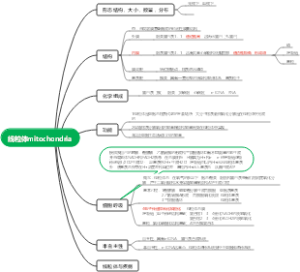 线粒体mitochondria