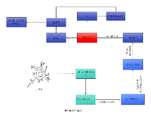 肥大细胞信号通路