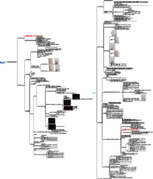 走势的生命周期论