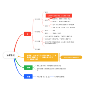 泌尿系统