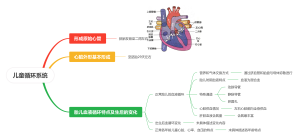 儿童循环系统解剖生理特点