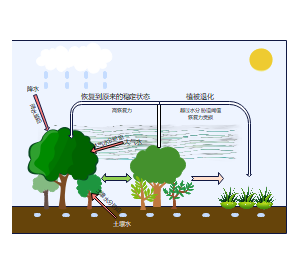 植被-水分胁迫