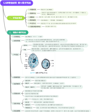 《人体寄生虫学》第12章 纤毛虫思维导图