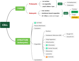 CELL structure
