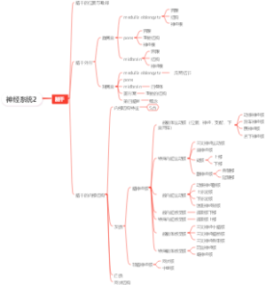 神经系统2