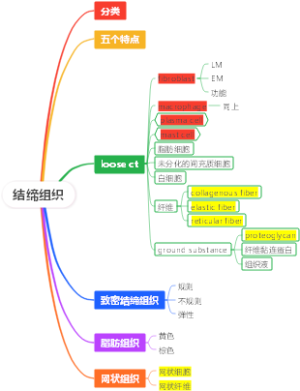 结缔组织