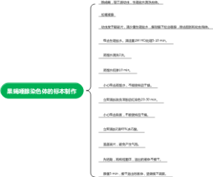 果蝇唾腺染色体的标本制作