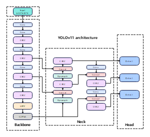 YOLOv11 architecture