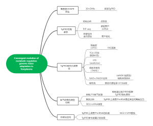 弓形虫相关研究课题