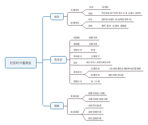 杜氏利什曼原虫