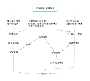 高血压的发病机制