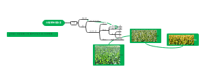 小小植物学家第一课